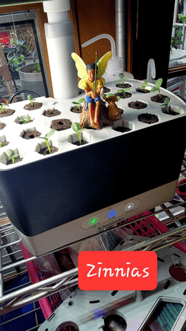 Zinnia seeds are sprouting in their pods in the AeorGarden machine. There is a little fairy figurine sitting int he middle.