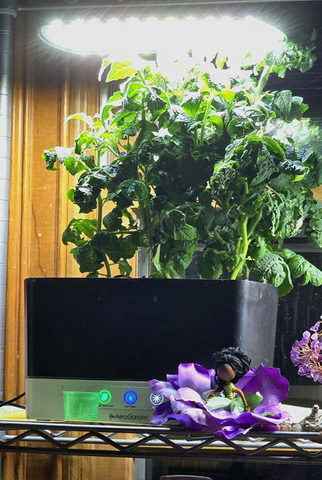A full container of lucious leafy greens are fully grown in the AeroGardenand have bright light shining over them.