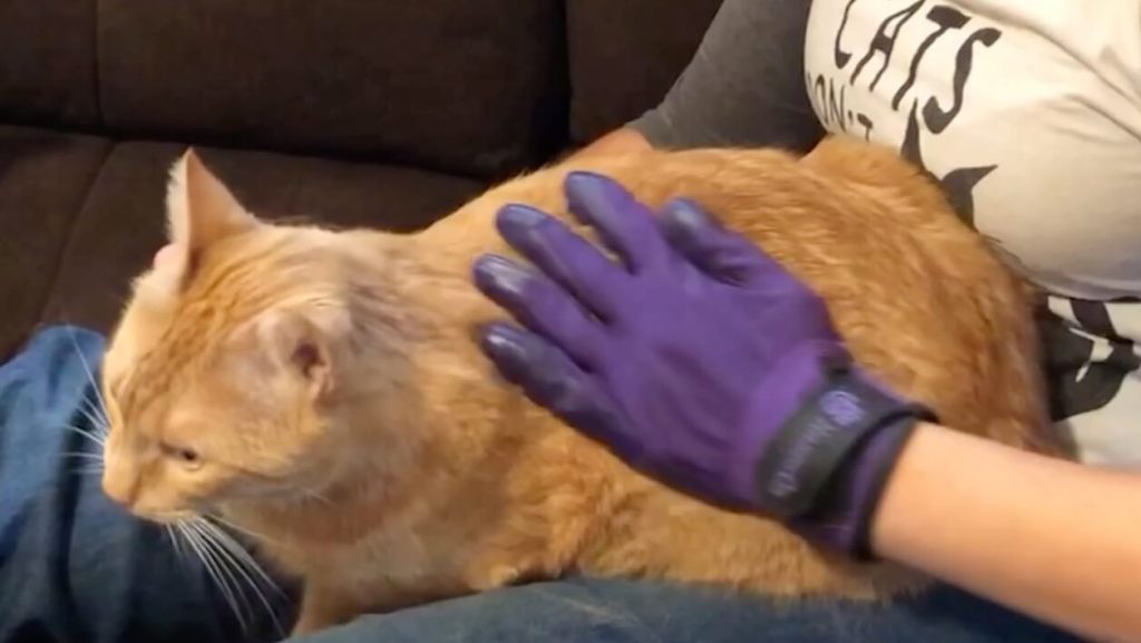 A person is wearing a purple glove that velcros with a strap around the wrist. The hand is on a big orange tabby cat.
